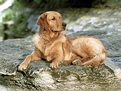 Buddy on a Rock